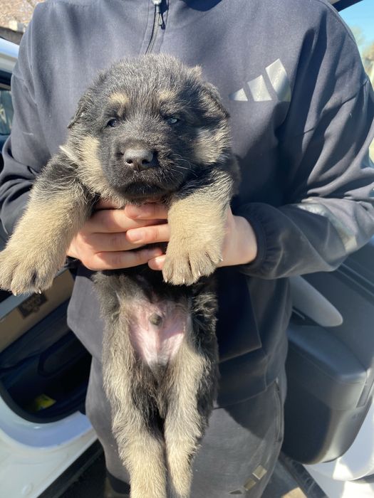 Восточно Европейская Овчарка