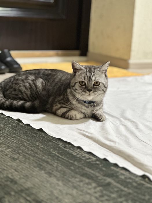 Британский Шиншила