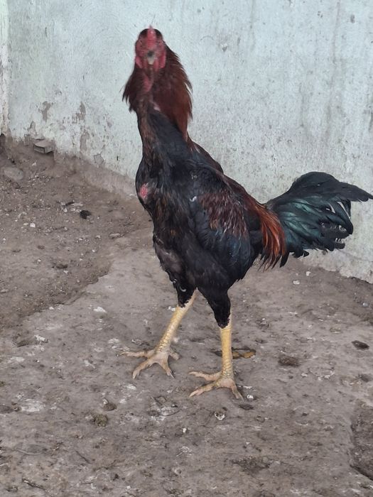 Дакан қораз сатылады.