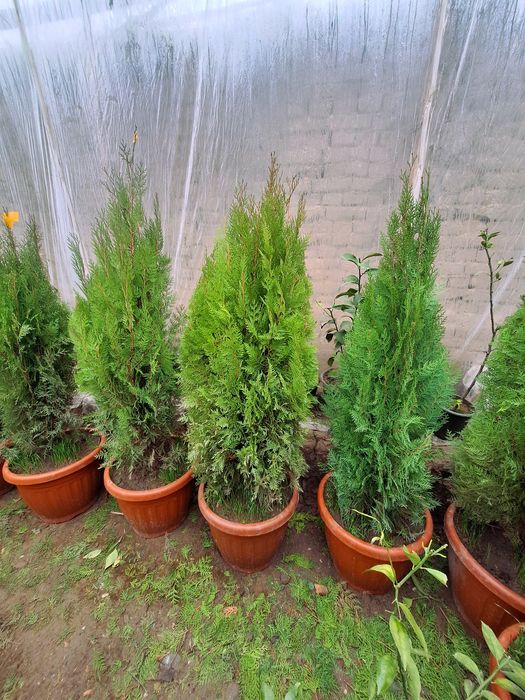 Арча Можовелник ва туя арчалар зелёный забор учун.