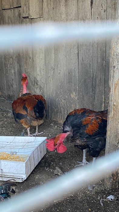 Cocoșii de vânzare