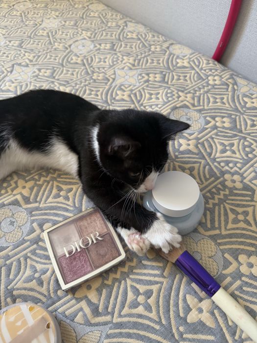 Отдам котенка в добрые руки