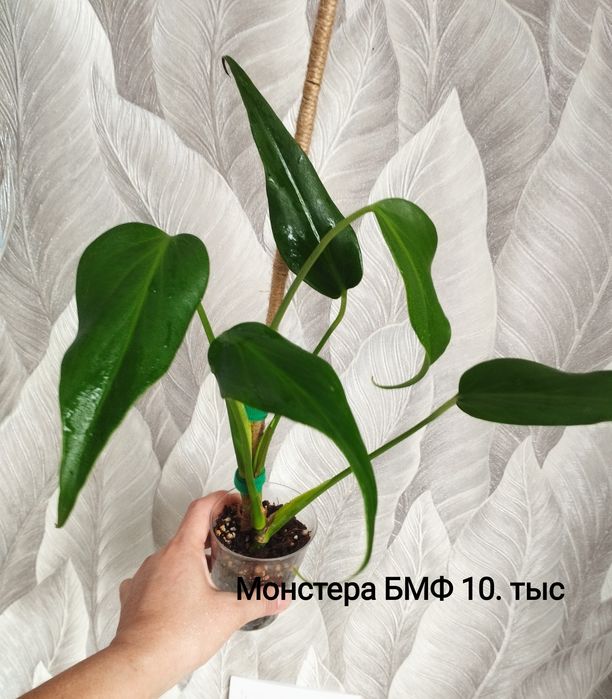 Цветы Монстера Бурле макс, филодендрон