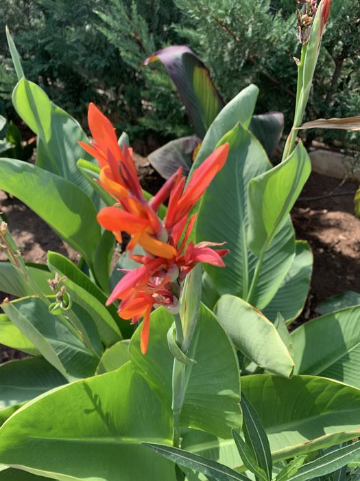 Bulbi canna indica
