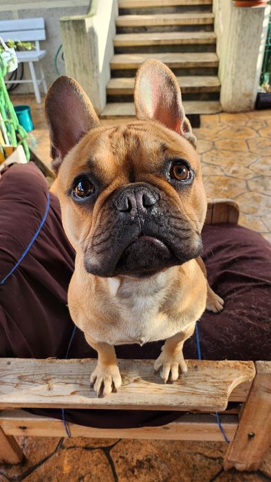 Dresaj Canin de toate varstele - Slatina, Olt