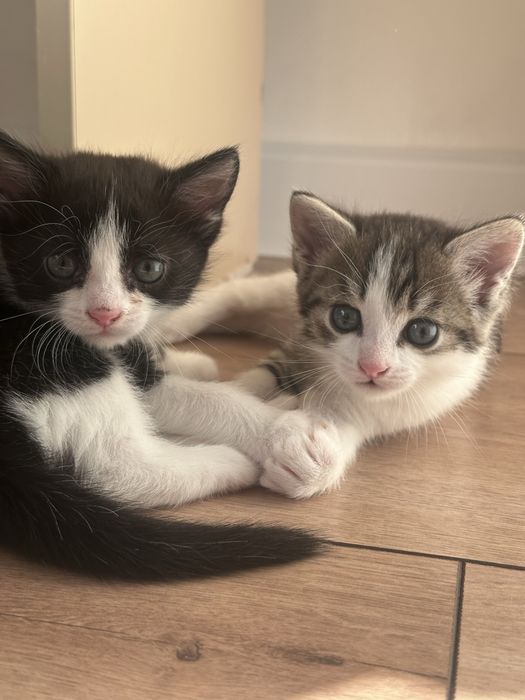 Отдам котят в добрые руки