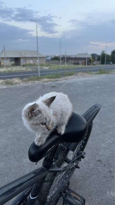 Шотландский Котенок