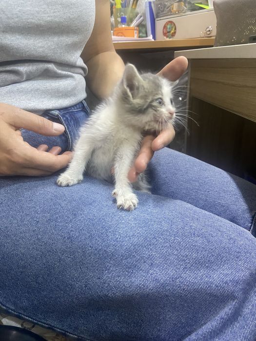 Котенок мальчик маленькии