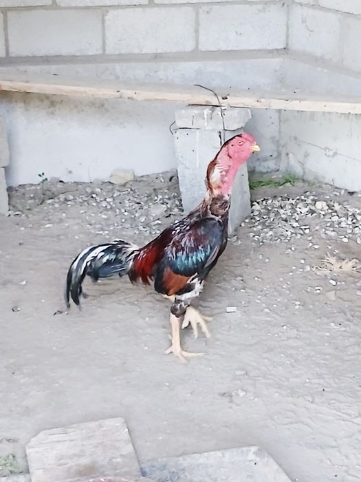 Kulangi xòroz 2-3 yosh
