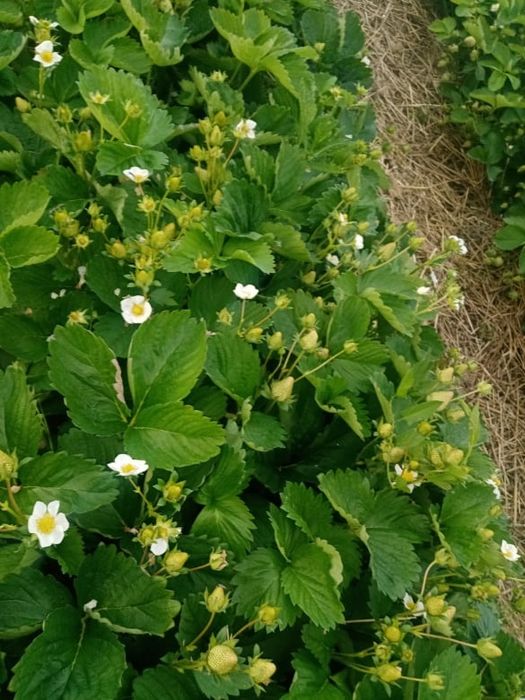 Продавам  разсад ягоди и малини