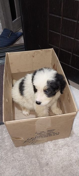 Щенки в добрые руки