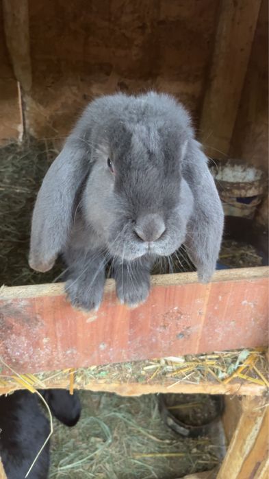 Vadnd femele berbec german