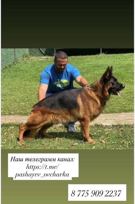 Щенки немецкой овчарки