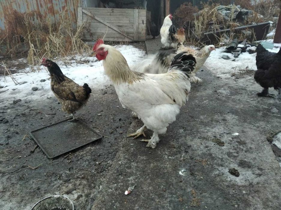 СРОЧНО! Продам петухов полубрама