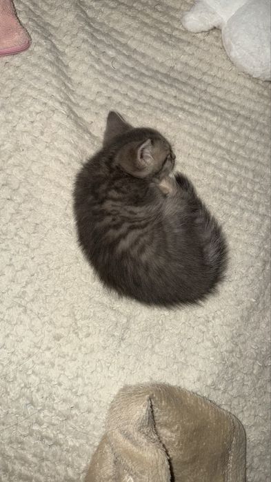 котенок отдам в добрые руки