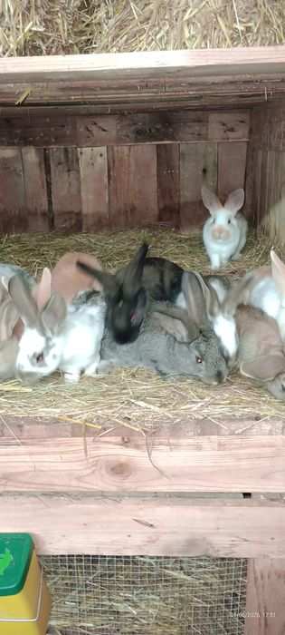 Vand pui de iepurasi