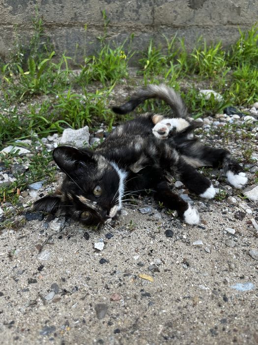 Котята в добрые руки!!