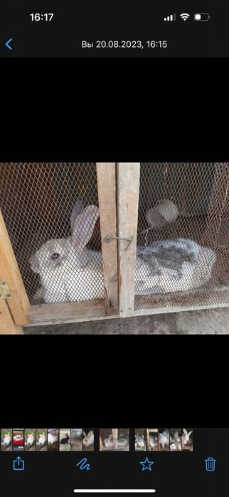 Кролики и крольчата бабочки