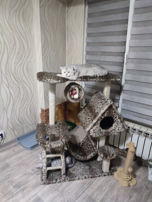 Котенок девочка страйт