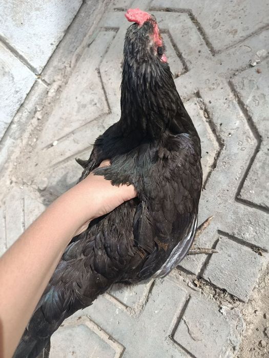 Uyda boqilgan tovuqlar va ho'rozlar