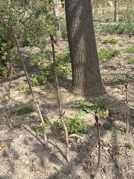 Саженцы каштаны