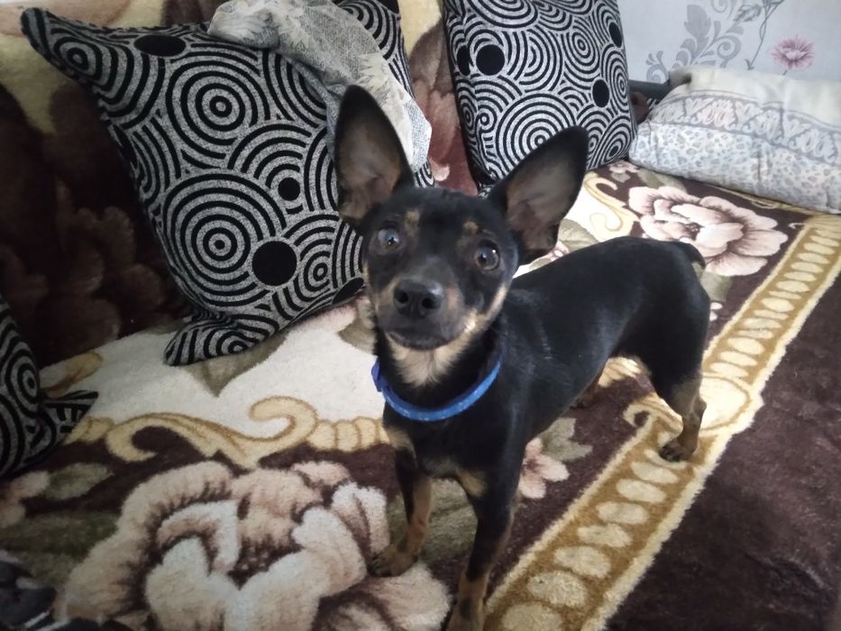 Щенки той терьер