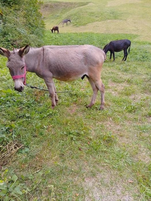 De vânzare magarita cu pui și măgar armăsar