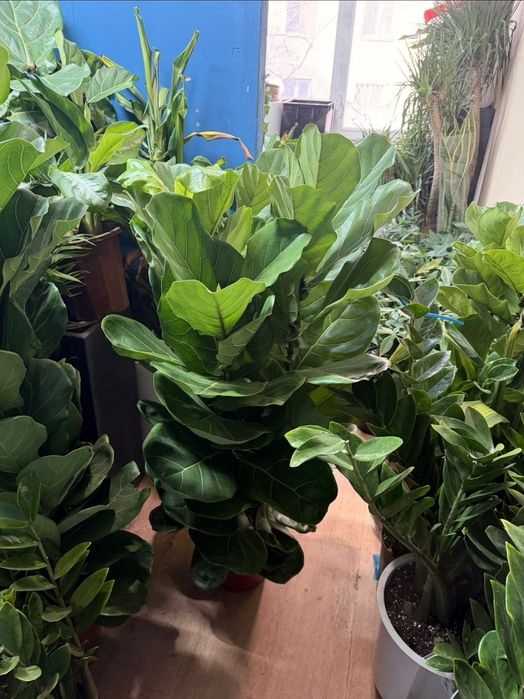 Фикус Лирата комнатные цветы