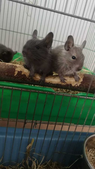 Donez pui veverite Degu