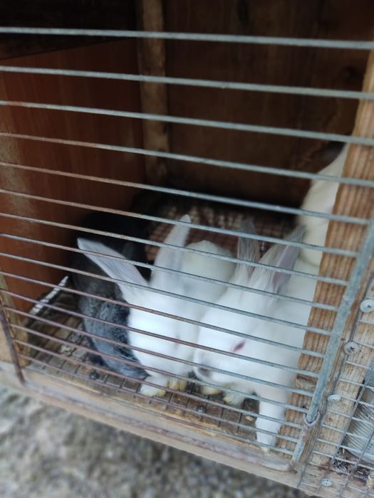 Кролики домашние