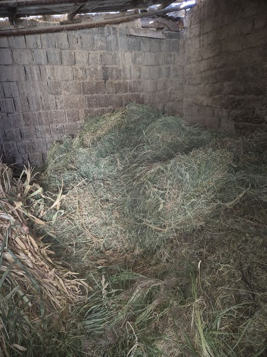 Сифатли ўт сотилади

Тоза уй шароитида етиштирилган.

Жўхори ва беда қ