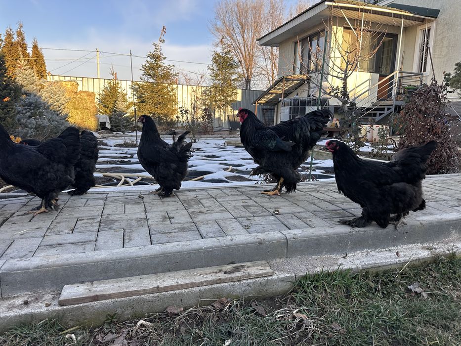 Куры брама черная