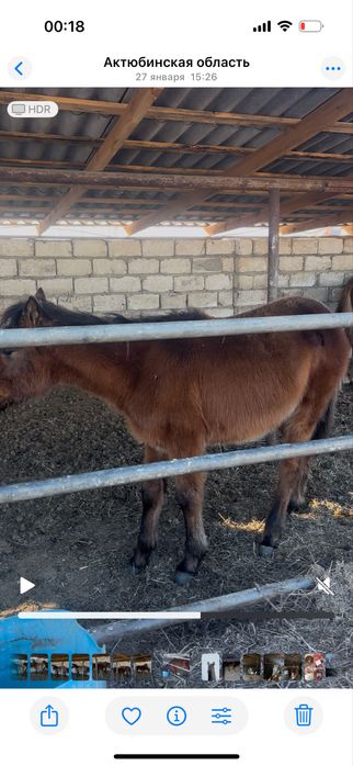Продам жабагы срочно