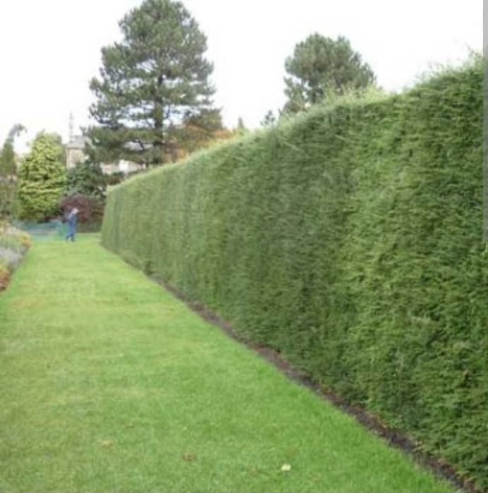 Amenajări grădini | Gazon | Irigații automate | Smart Garden