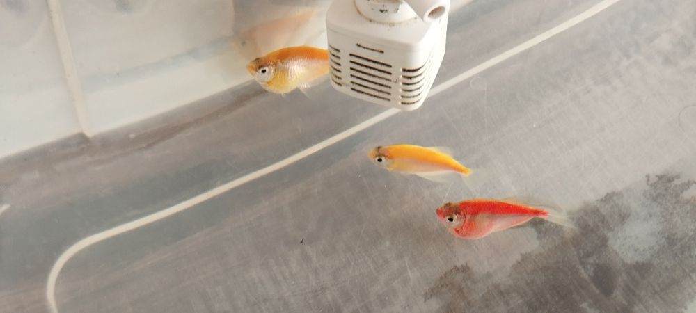 Продаются аквариумные рыбки и улитки!