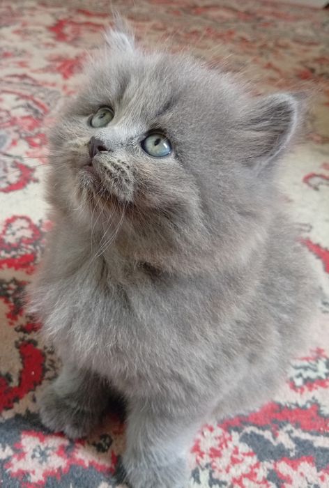 Котята британские