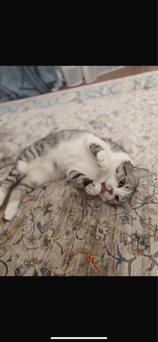 Отдам даром британского кота