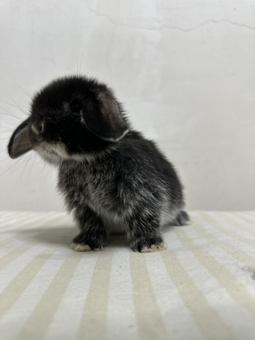 Chiroyli quyonchalar Toshkentda – faqat Basmala Farm’da!