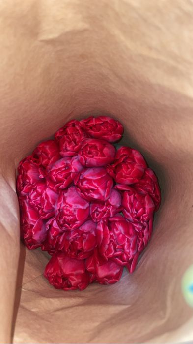 Тюльпаны оптом