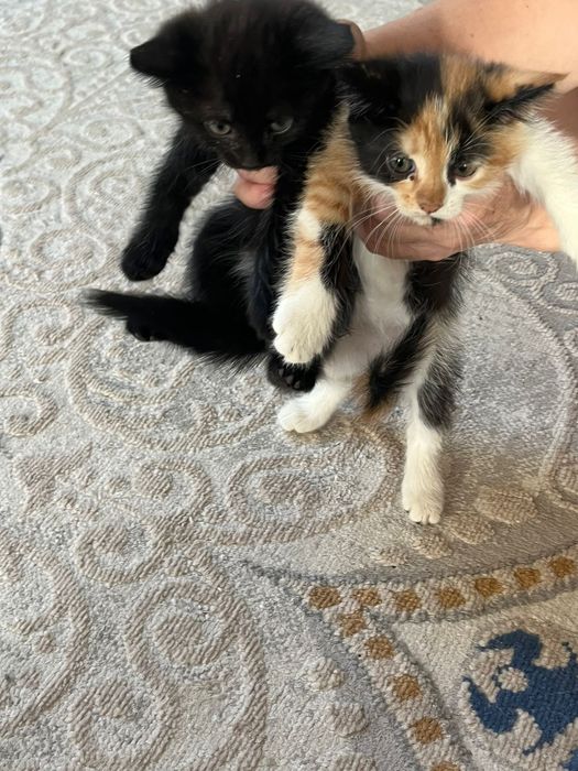 Отдам 1,5 месячных котят