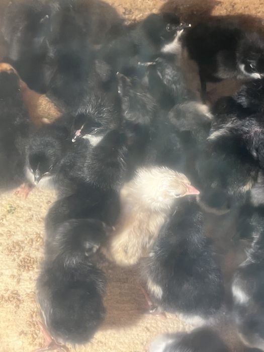 Тауық балапандары