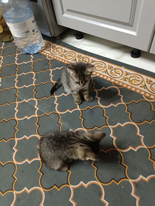 Отдам котят в добрые руки