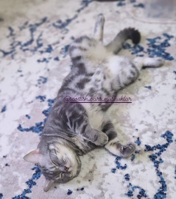 Pugachevaning mushuk surati