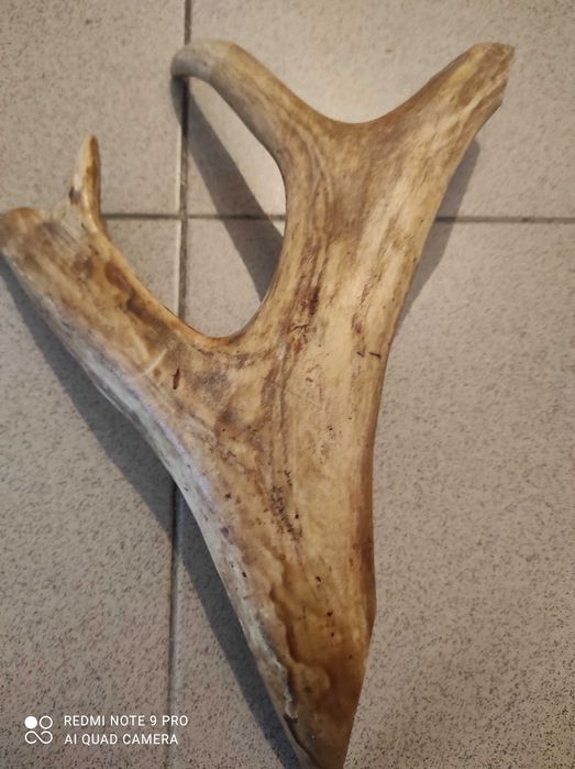 Продавам еленов рог