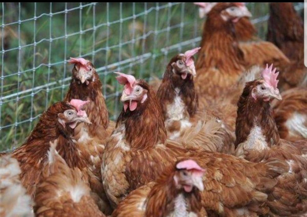 Vând gaini roși de oua