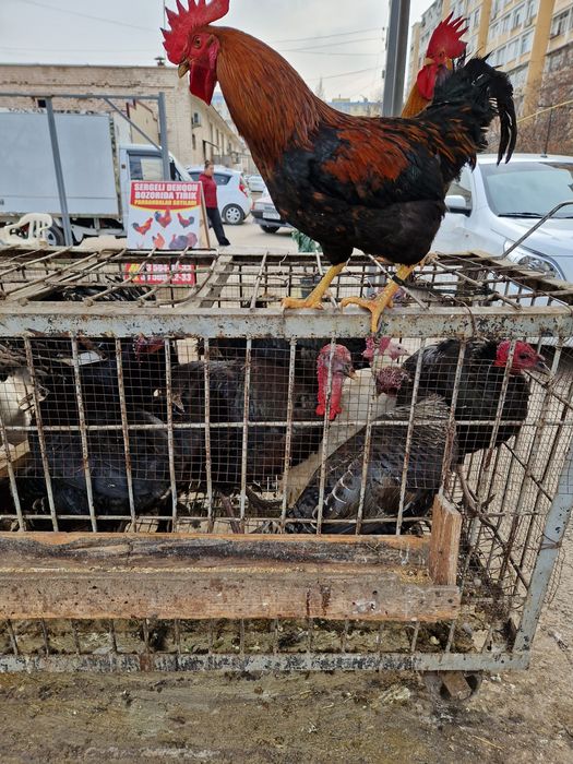 Sergili dehqon bozorolida horoz kurka quyon goz ordek sotiladi