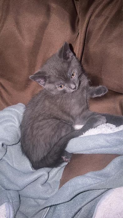 Котята в добрые руки даром