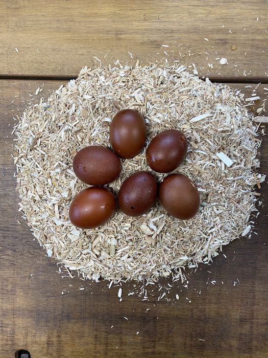 Яйца от Маран, няколко цвята