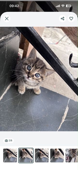 Отдам котят в добрые руки