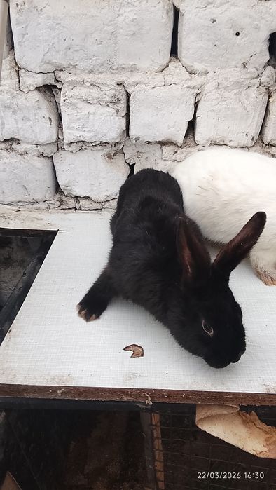 Quyonlar sotiladi 4 ta